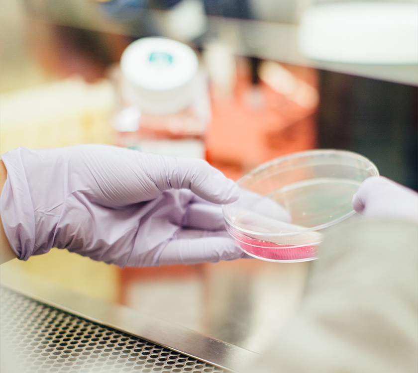 A petri dish in a laboratory